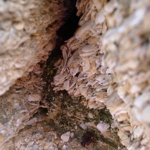 Meet your Posher, Helen